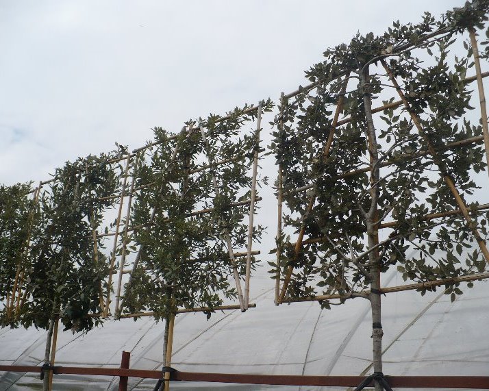 Steeneik - Quercus ilex Groenblijvende leibomen